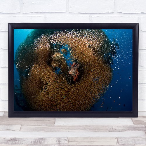 Glass lion fish - glass,