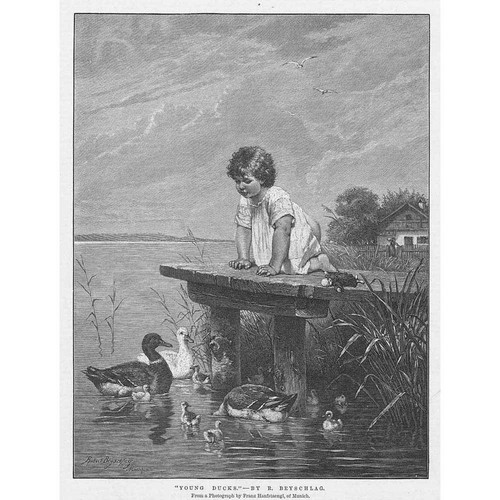 Young ducks robert julius - ducks,