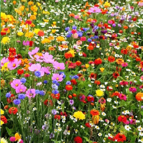 10kg pure wildflower - 10kg,