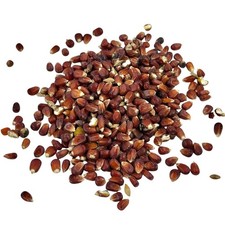 Red Maize - Whole Corn Kernels