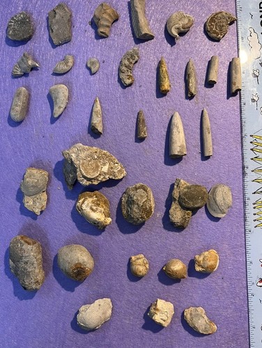 Fossil belemnite shells - fossil,