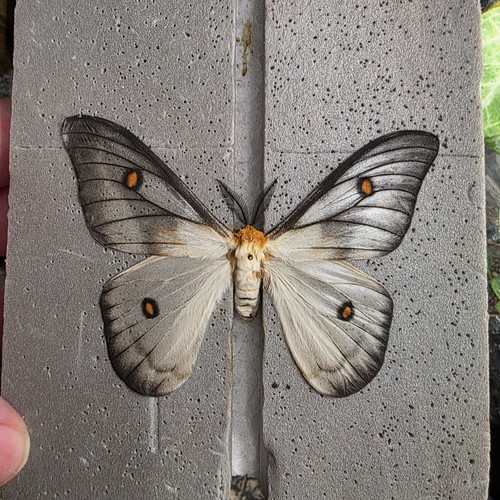 Ghost silk moth - moth, ceranchia