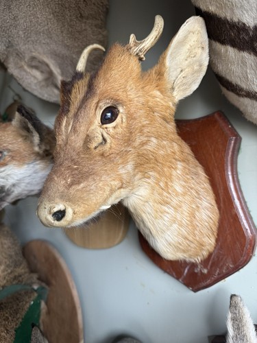 Gold medal muntjac - medal, shoulder