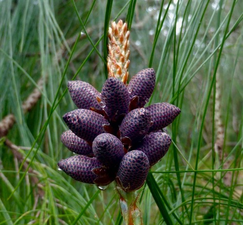 Pinus devoniana seeds - pinus,