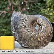 Golden Pyrite Oxynoticeras oxynotum Ammonite Fossil Jurassic Whitby UK Genuine