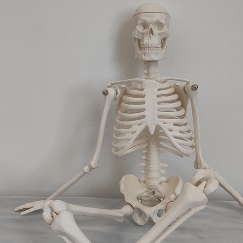 Human skeleton model - human,