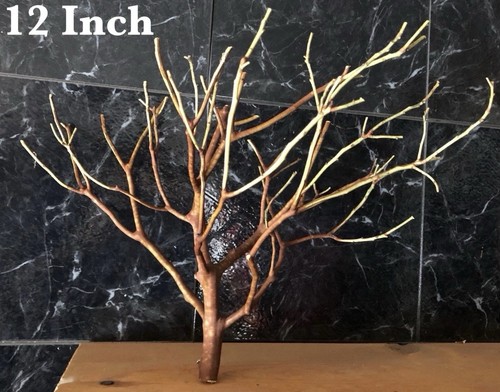 Inch tall manzanita real - 12,