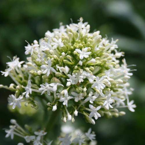 Centranthus snowcloud - 'snowcloud', |