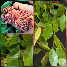 Hoya carnosa 'Gracilis' Wax