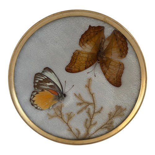 Framed vintage taxidermy - framed,