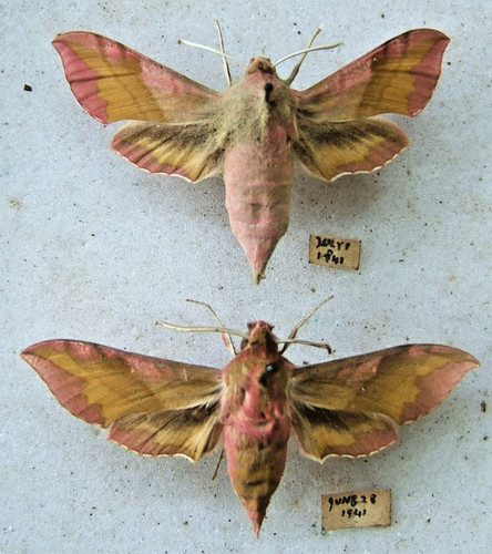 Small elephant hawk - moth, d