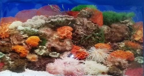 Aquarium fish tank - , background