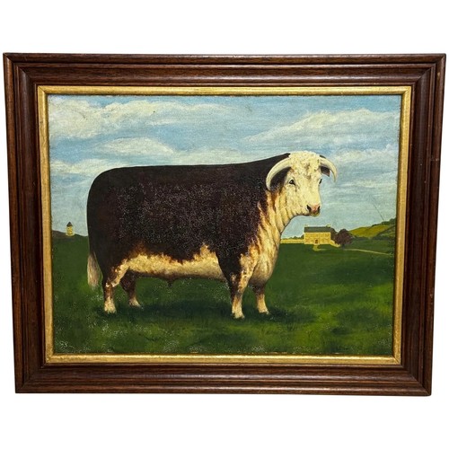 Prized hereford bull pastoral - prized,