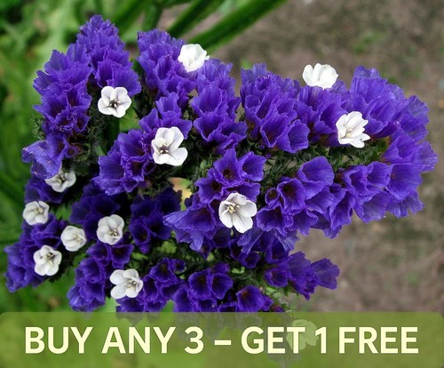 Statice blue 120 seeds - blue,