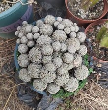 15cm Pelecyphora aselliformis