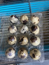 12 Japanese (coturnix) quail Eggs.