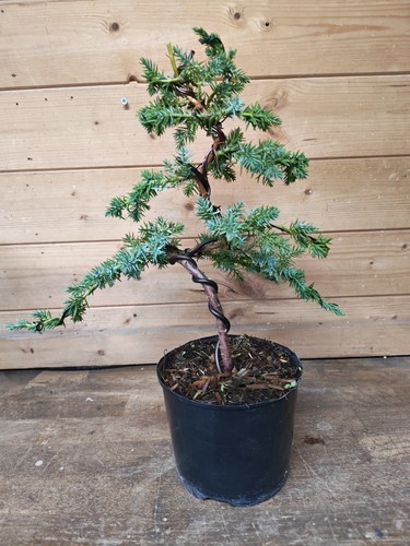 Juniper bonsai tree - tree, training