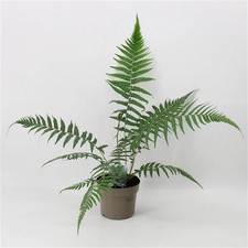 Dicksonia antarctica 'Tree Fern' 1/2/5L