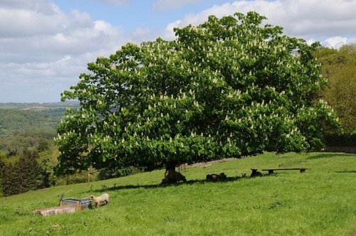 Photo 6x4 horse chestnut - horse,