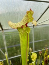 Sarracenia ‘Whistler’ very rare carnivorous pitcher plant