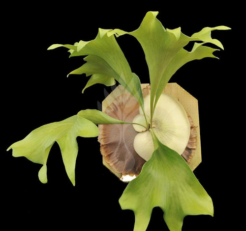 Platycerium ellisii - platycerium,