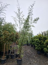 Phyllostachys nigra Bamboo 30L
