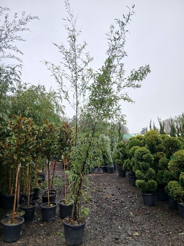 Phyllostachys nigra bamboo - phyllostachys,