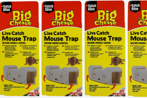 Big cheese live catch - live,