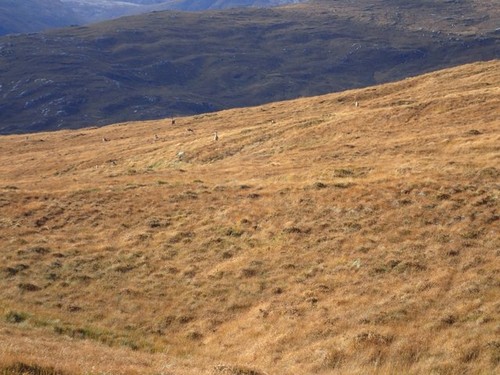 Photo 6x4 group hinds on - 6x4, of