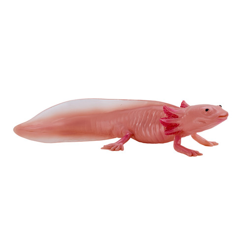 Mojo axolotl wild - wild, zoo