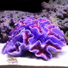 Artificial Resin Coral Reef