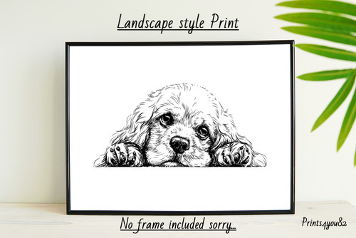 American cocker spaniel dog - american,