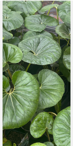 Farfugium japonica giganteum - farfugium,