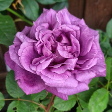 Purple Rose Eminance Hybrid
