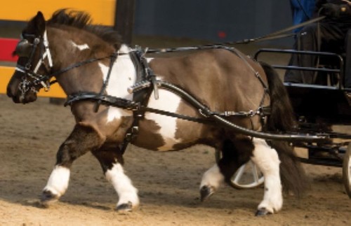 Mini shetland harness zilco - mini,