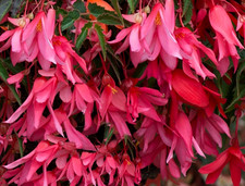 Pink Trailing Hanging Basket