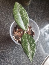 Hoya Wilbur Graves 🌿🍂