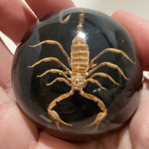Real scorpion resin - real,