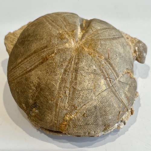 Fossil sea urchin clypeus - urchin,