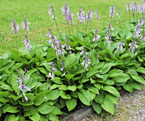 Hosta prince wales - wales, plantain