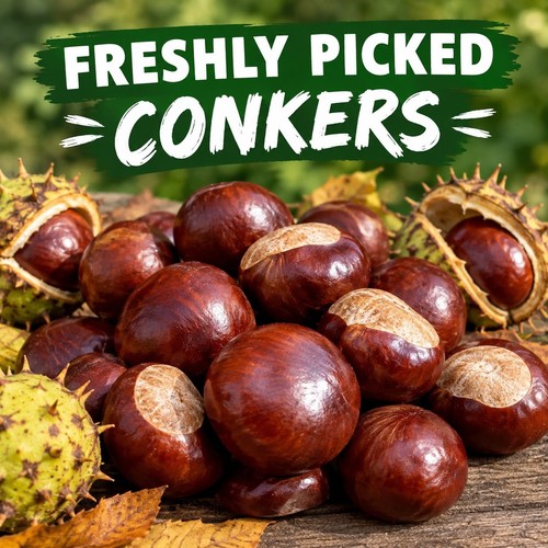 Fresh conkers freshly fallen - fresh,