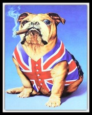 BRITISH BULLDOG UNION JACK