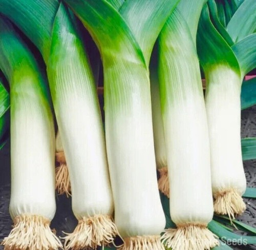 Leek heritage winter giant - giant, x