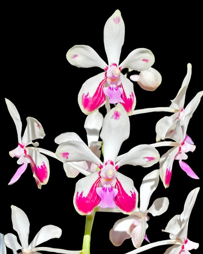 Rare vanda loke - vanda, plant