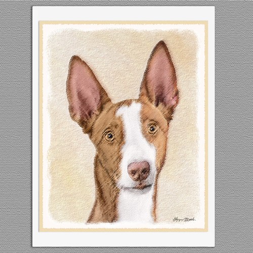 Ibizan hound dog - ibizan, art
