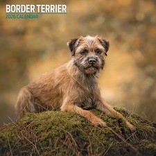 Border Terrier 2026 Traditional Calendar