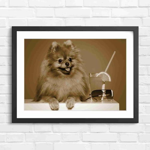Cute fluffy brown pomeranian - fluffy,