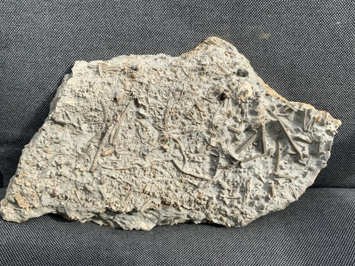 Rare jurassic multi - rare,