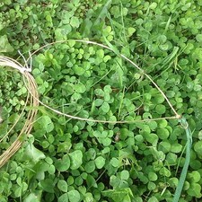 New brass rabbit wires - brass, with
