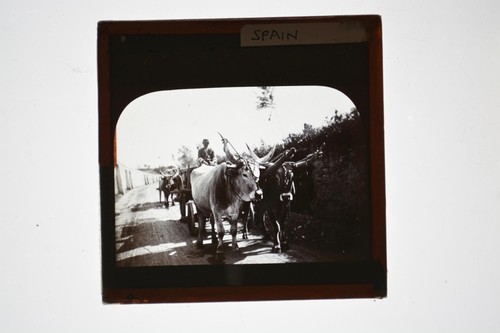Man driving oxen cart spain - man,